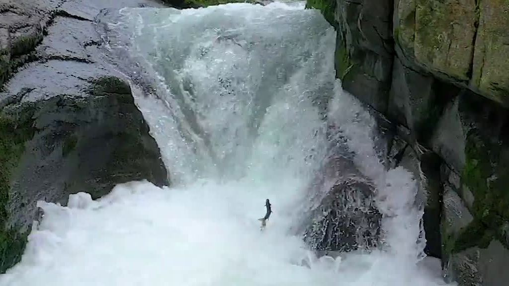 小北聊天室 【陕西一景区上演现实版鱼跃龙门】“鲤鱼跃龙门”是传说中的故事,形容逆流而上、奋