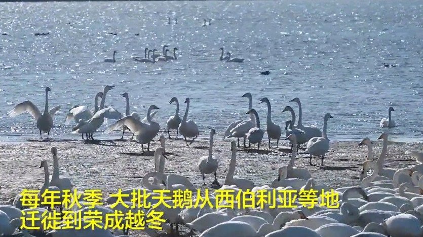 #打卡好客山东# #悠游好趣# 【我们金秋再见!山东荣成大天鹅开始大批迁徙】日前,在山东省