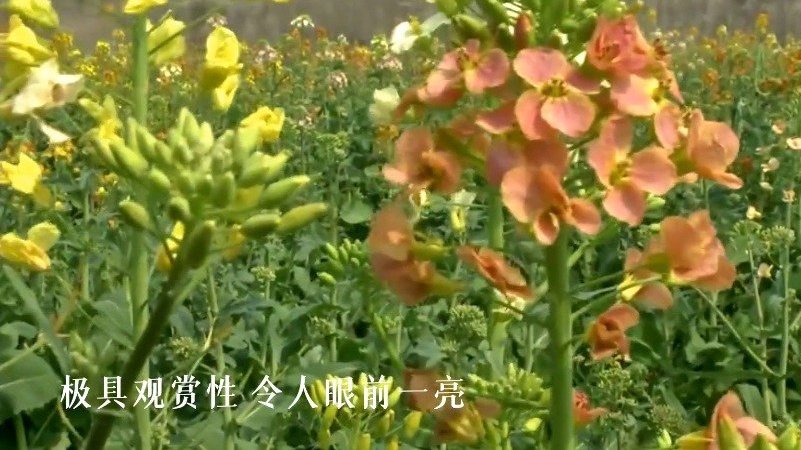 【哇哦,好看!江西农大培育出38种颜色油菜花】#今日热搜#近日,付东辉教授及团队培育的油菜