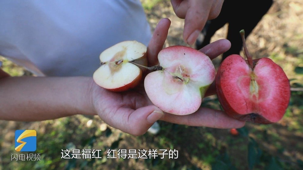 【世界栽培苹果起源于中国新疆 】你知道红肉苹果吗?你知道科研人员为让苹果好吃有多拼吗?山东