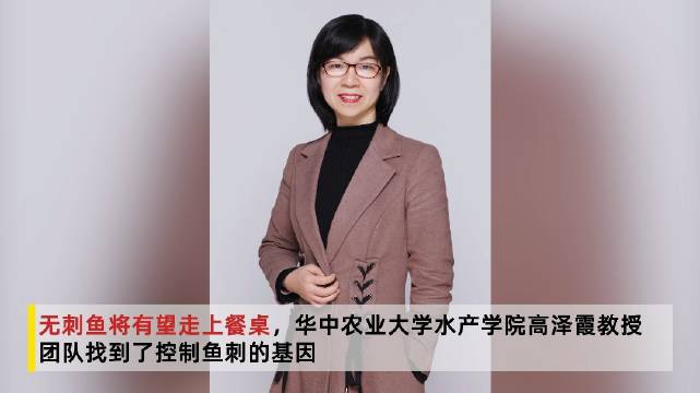 【华中农大团队找到控制鱼刺基因 华农教授团队有望培育无刺鱼】无刺鱼将有望走上餐桌,华中农业