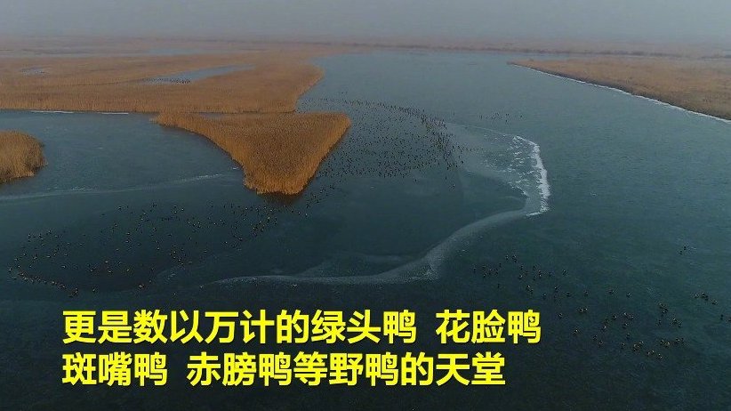 #冬游齐鲁# 【62秒航拍带你看黄河口珍惜鸟类的欢闹场面[赞啊][赞啊]】在东营,冬日的黄