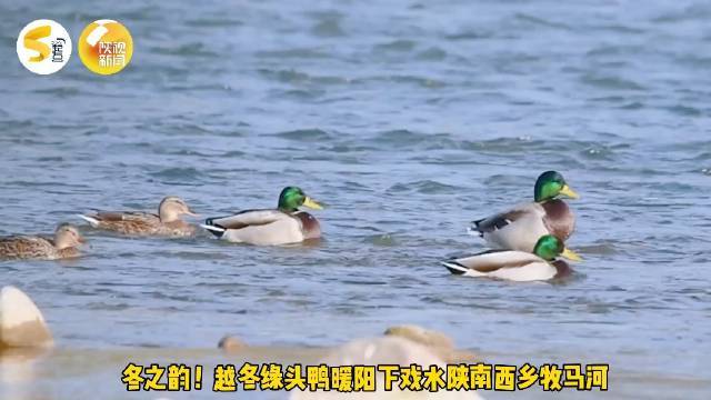 【冬之韵!越冬绿头鸭暖阳下戏水陕南西乡牧马河】寒冬里,陕南西乡县牧马河迎来了绿头鸭栖息越冬