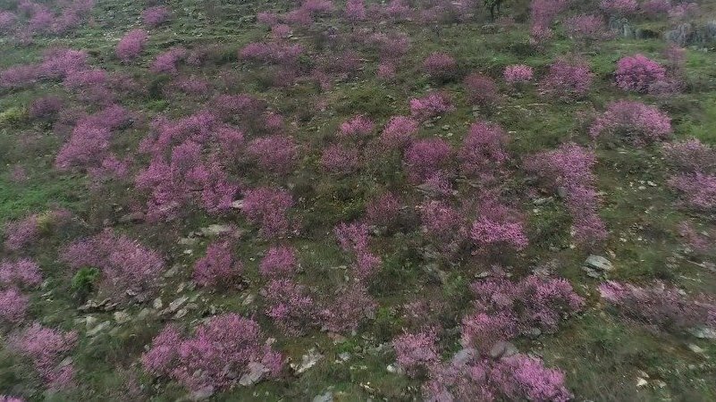 【正是踏春时!衢州百亩紫荆花海盛开】进入3月,衢州江山160多亩的紫荆花迎着春光陆续盛开,