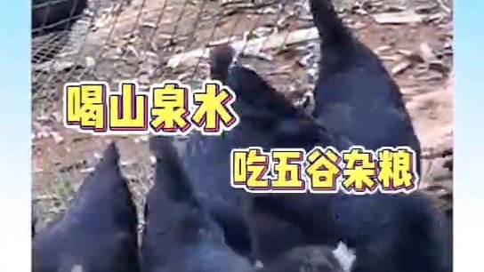 【大吉大利!欢迎来吃杉树湾林下鸡】有一种鸡,喝的是山泉,吃的是五谷粮。泸州的人大代表古帮泽