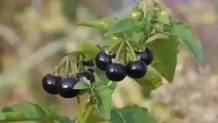 小时候常见却又叫不上名的植物,现在终于知道叫什么了!!!