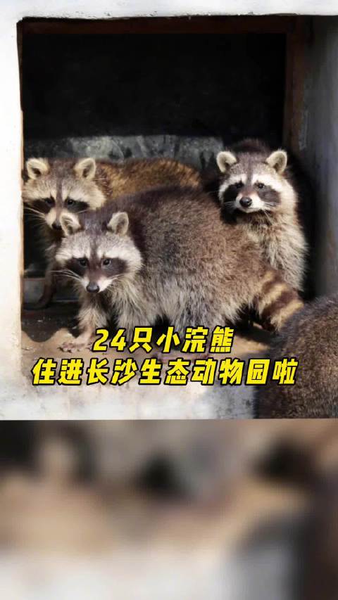 【长沙生态动物园新来24只小浣熊,来看它们如何在长沙过冬】憨态可掬的小浣熊来长沙啦!12月