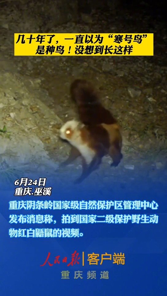 【课本中的寒号鸟原来不是鸟,它长这样】24日,重庆阴条岭国家级自然保护区工作人员在整理红外