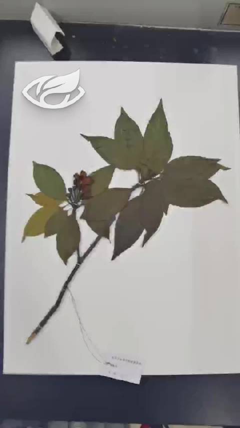 是时候展示真正的技术了#内行才知道##出道吧新星# 植物标本的制作,每一位同门都经历过吧[