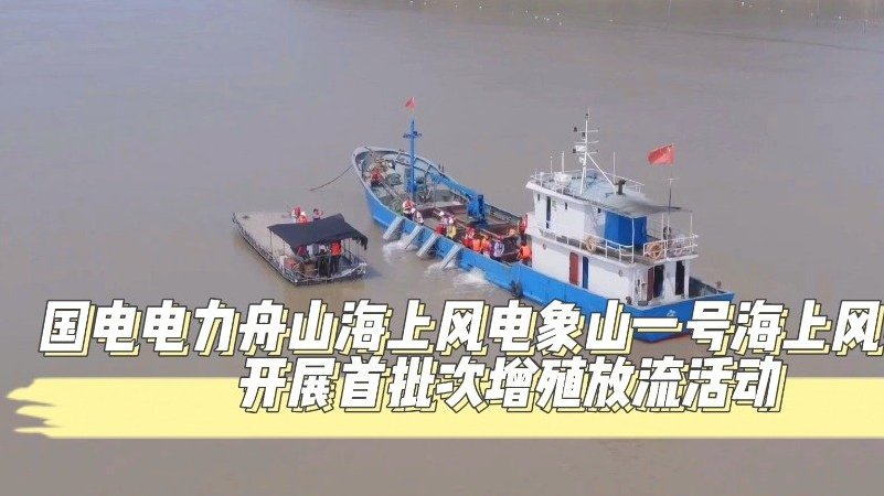 【风电场旁,67.3万尾鱼苗放流东海】近日,国家能源集团国电电力舟山海上风电象山一号海上风