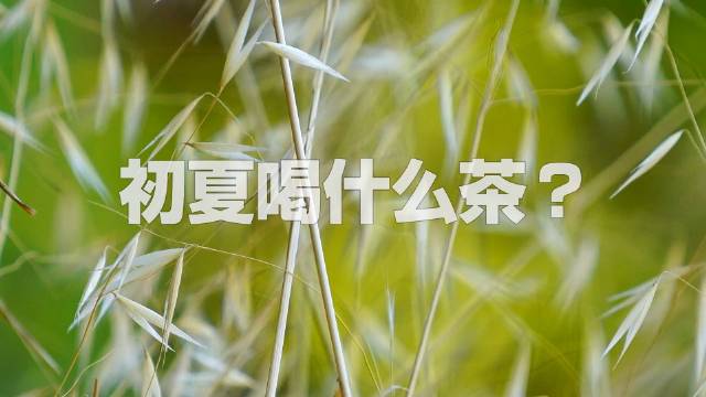初夏适合喝什么茶?/初夏适合喝白茶,新白茶,老白茶搭配着饮用,喝冰水伤胃,喝茶才实惠!!!