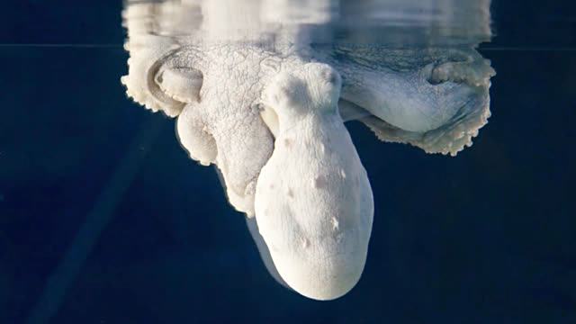 #动物也疯狂#海洋生物学家拍下了章鱼在睡梦中变色的罕见画面,科学家表示:它可能梦到了自己在