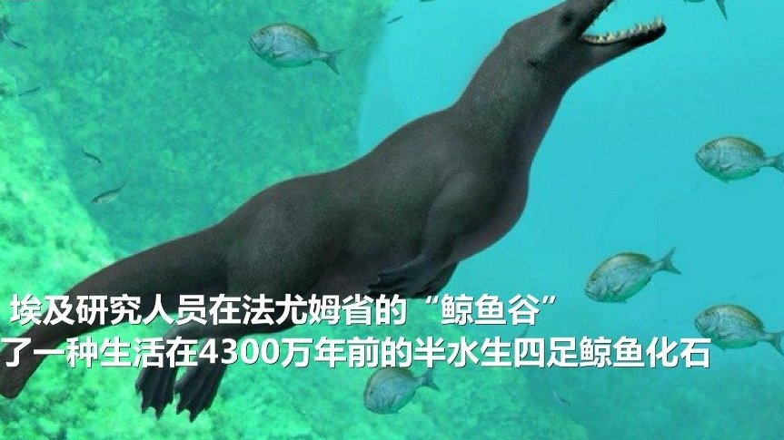 【埃及发现非洲最古老原鲸类化石】埃及环境部长福阿德日前宣布,埃及研究人员在法尤姆省的“鲸鱼