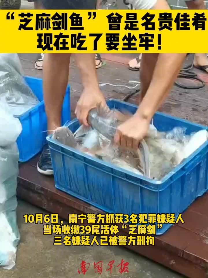 【在邕江捕鱼61.9斤,三男子被刑拘!这种鱼吃不得】今年2月,淡水鱼“芝麻剑”(学名斑鱯)