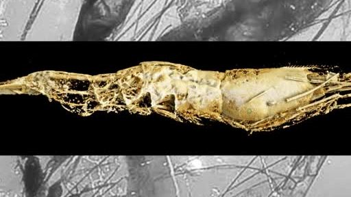 【缅甸琥珀中首次发现虾类化石竹节虾的远古亲戚 】6月5日,中外科学家宣布,在缅甸琥珀中首次
