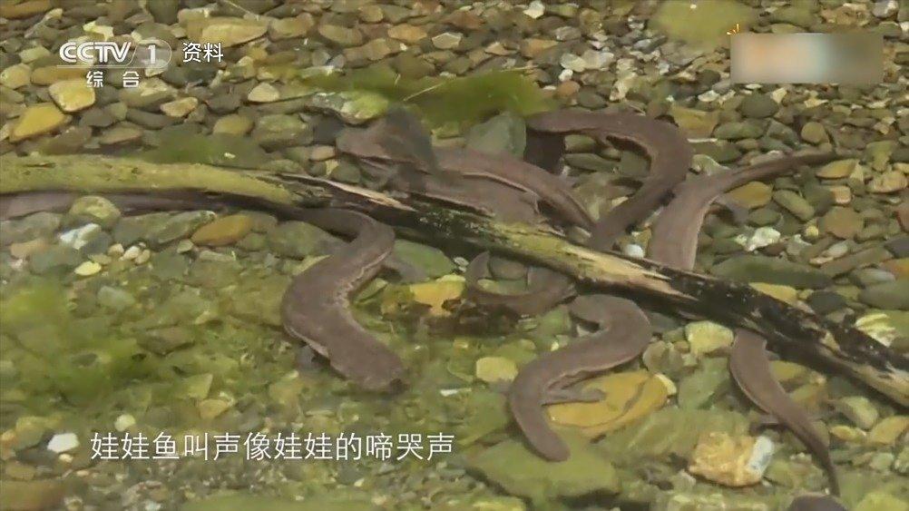 【娃娃鱼叫声像娃娃啼哭是谣传】娃娃鱼叫声是啥样的?真的像娃娃哭似的?是时候辟谣了↓