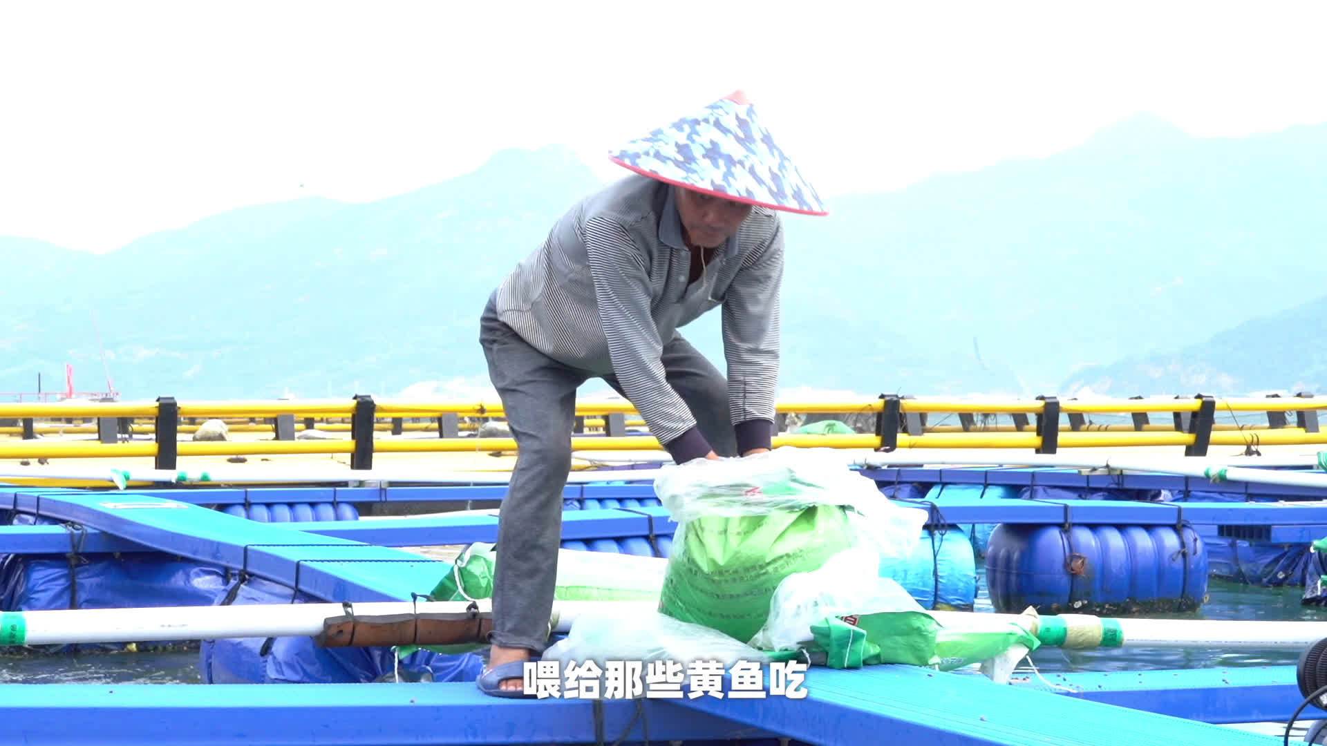 你知道吗,穿着金色铠甲的大黄鱼,其实命运非常坎坷,很多年以前,生活在深水里的大黄鱼数量非常