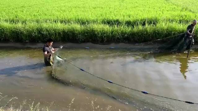 【秋天的味道从一尾稻花鱼开始】稻吃鱼肥,鱼吃稻花,鱼苗和禾苗一起长大。#江西是个好地方#初