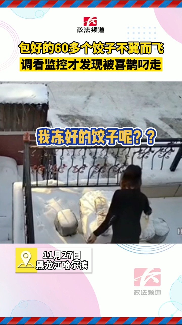 【鹊食饺滑?东北室外冻饺子被喜鹊叼走】11月27日,黑龙江哈尔滨,家里包的60多个饺子,放