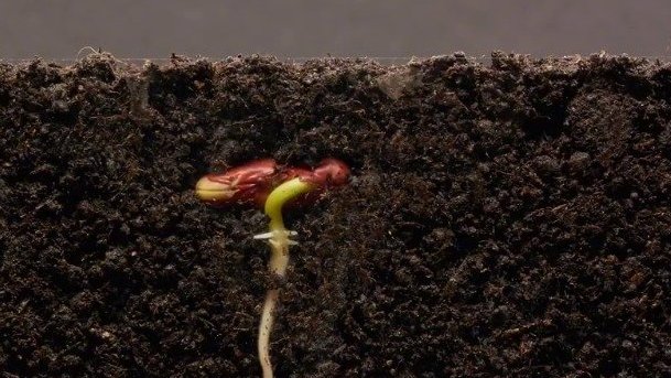 用25天的时间,记录一颗菜豆种子发芽破土、长成植株的全过程。在延时摄影的拍摄手法下,这株菜