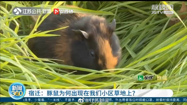 【宿迁市区一草地惊现大量豚鼠】最近,宿迁市民反映在一小区南门草地里出现近百只