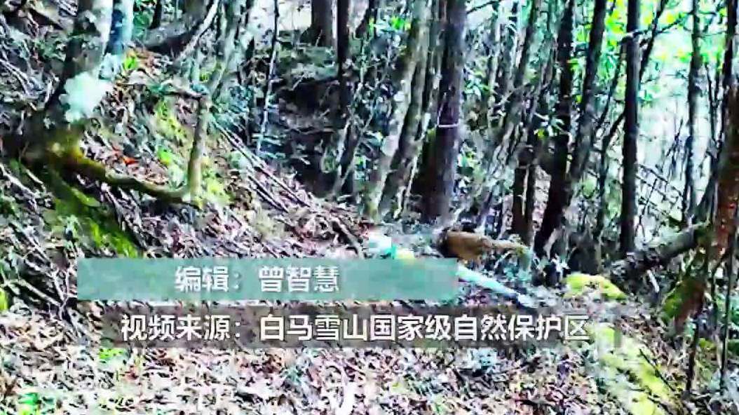 【红外相机拍到国家二级保护动物白腹锦鸡求偶画面】近日,在云南白马雪山国家级自然保护区内,塔