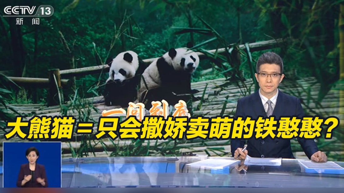 【不懂就问!大熊猫真是只会撒娇卖萌的铁憨憨吗】可爱、慵懒、憨态可掬,提到大熊猫,满屏都是软