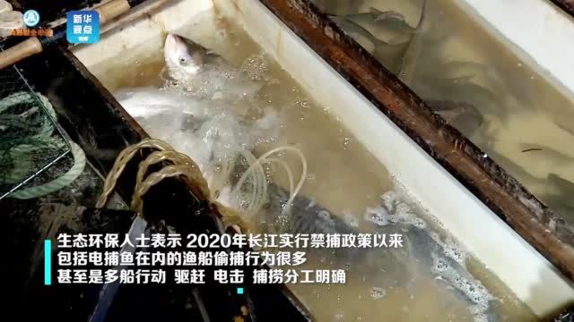 长江刀鱼 【6000元一公斤的长江刀鱼是谁在偷捕】从2020年1月1日开始,长达十年的长江