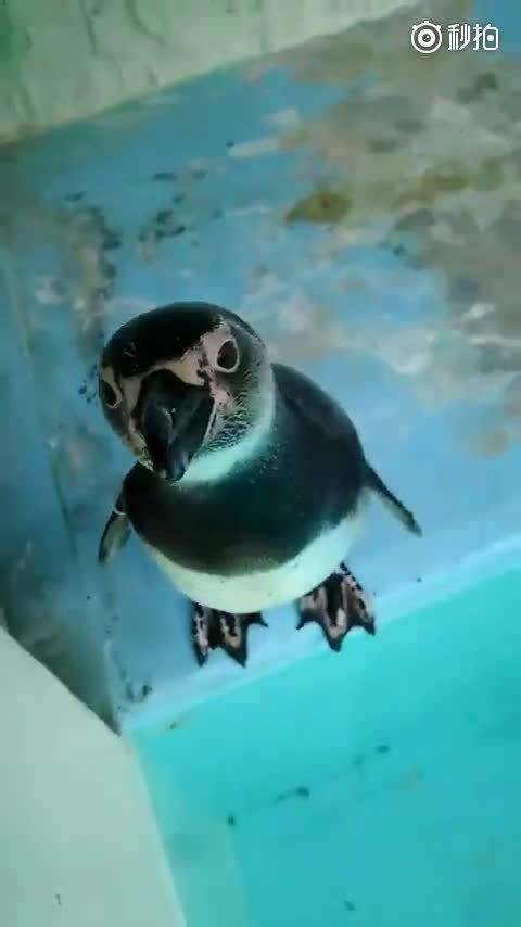 小企鹅宝宝对人类手中的相机非常感兴趣的样子,原来企鹅宝宝小时候是这样的!!!       