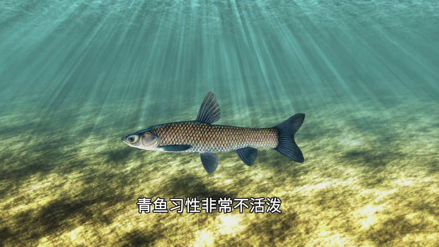 #传递科普正能量# 【四大家鱼老大哥,居然是个资深“宅男“】