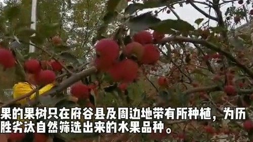 #母亲河畔的中国#【母亲河畔的中国】【这种只有府谷周边才有的海红果,为农户增收出了大力】1