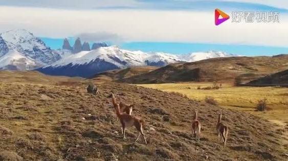 我们来看一下什么是鳇鱼