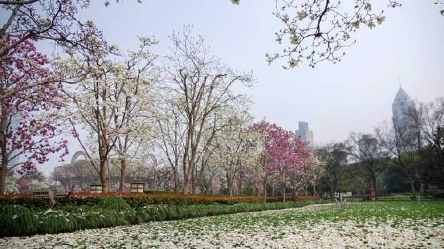 【没有一个春天不会到来,#上海市花白玉兰已盛开#】近日,上海街头,各大公园白玉兰已经盛开。