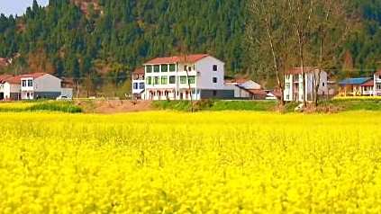 【春日画卷!四川美成油菜花天花板】春天已至,四川各地油菜花烂漫绽放,大片金黄与翠绿相辉映,