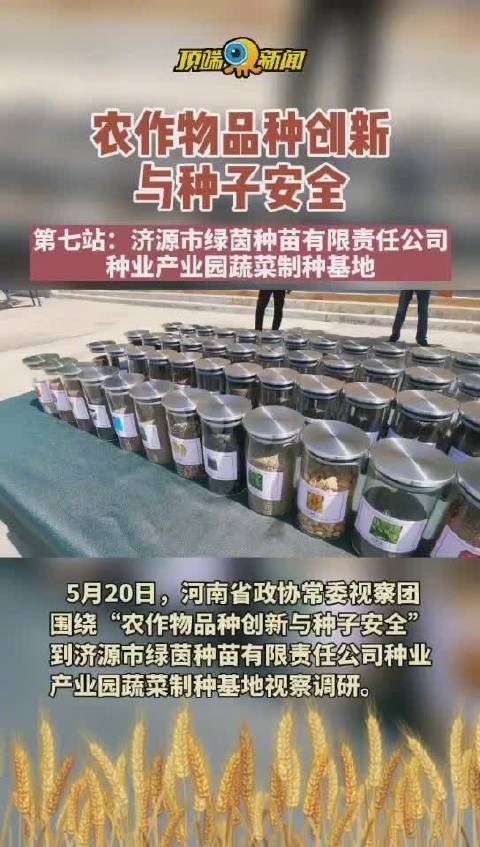 农作物品种创新与种子安全第七站,绿茵公司的蔬菜制种基地。这是白菜籽,不是油菜!#郑在协商#