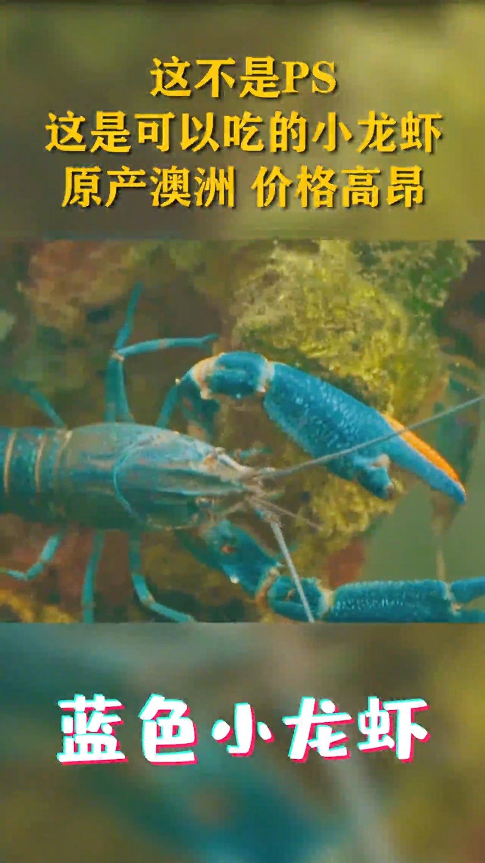 【这种颜色的小龙虾你吃过吗?】12月9日晚,在联合国粮农组织举办的“全球农创客大赛”上,来