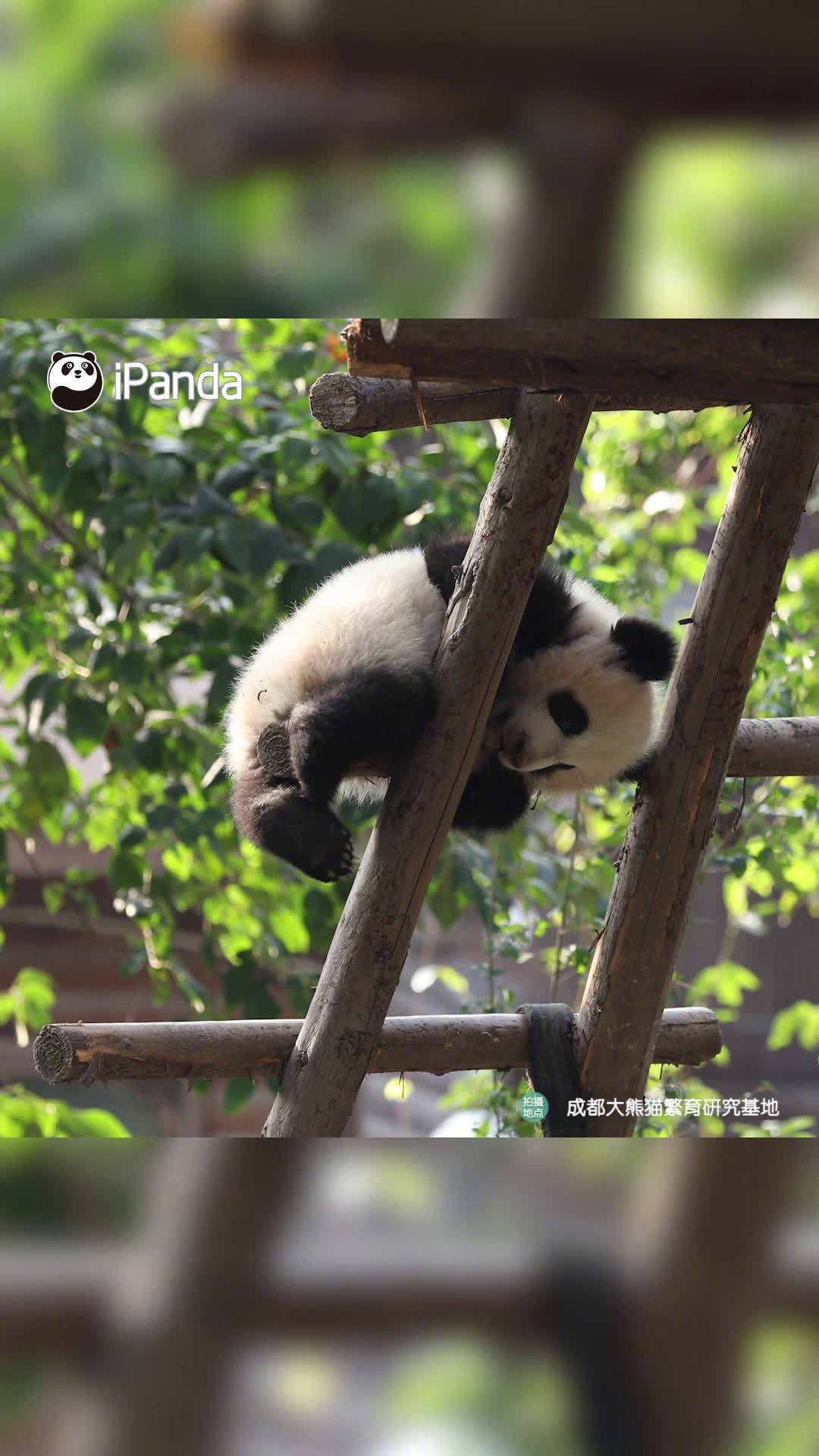 又是被励志小熊激励到的一天!只要努力向上,生活就会充满希望,冲呀!#胖达时刻#(iPand