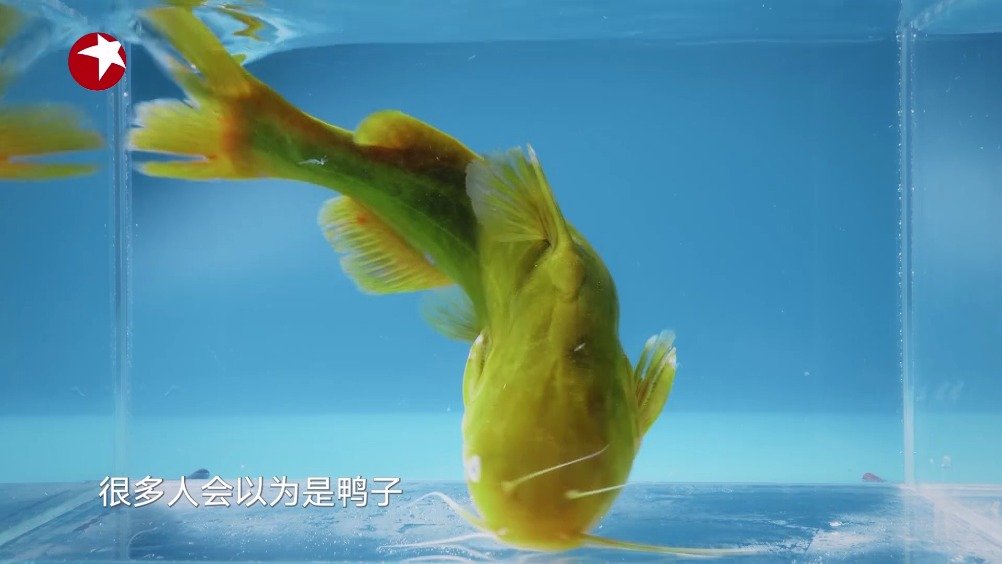 鱼的做法有多丰富呢,可蒸、可炖、可炸,可清炖、可红烧。《打卡吧!吃货团》本期在长沙对鱼的吃