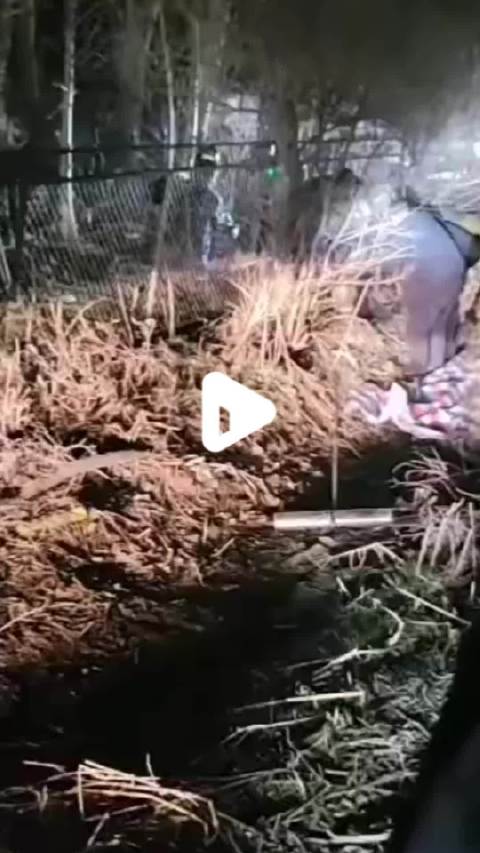 【围捕野生东北虎过程曝光:众人合力抬走麻醉后老虎】直击围捕野生东北虎过程据科技日报报道,4