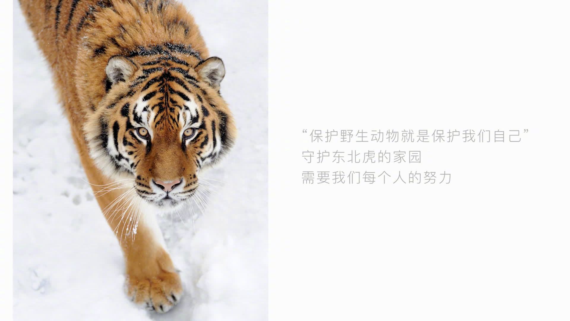 今天是北方小年,还有六天就要迎来农历虎年。用“虎”送福的同时,你知道野生东北虎的近况吗?1