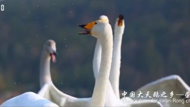 #好客山东贺年会# 虎年荣成,大天鹅仿佛和人们一样欢乐,欢歌起舞飞抵荣成多处沿海河湖,北部