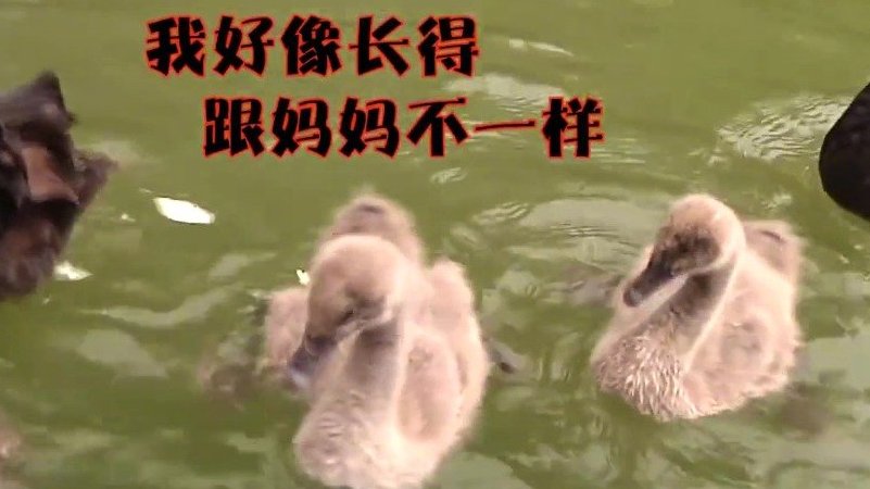 【黑天鹅宝宝咋这么白】自然界中有些动物,小时候和爸妈长得不像,但随着时间推移会越长越像,丑