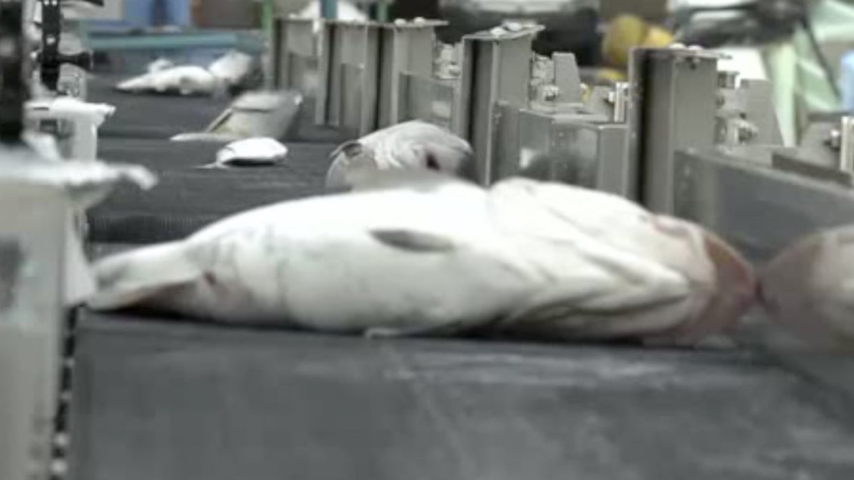 【日本AI鱼脸识别项目每分钟识别100条 ,有望改善劳动力老龄化】近日, 据外媒报道,日本