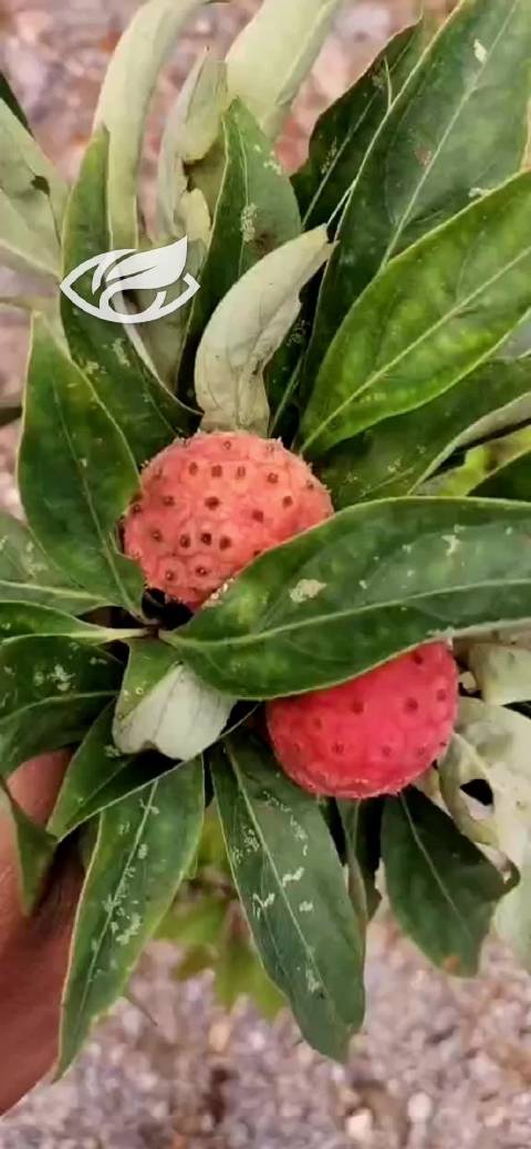 #出道吧新星# 四照花的果子熟了[挤眼]这不是荔枝哦[偷笑]这是四照花的果实四照花,花如其