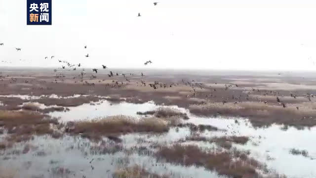 【天津沿海滩涂迎超万只一级鸟类栖息越冬 观测记录鸟类已达452种】天津是全球8大重要鸟类迁