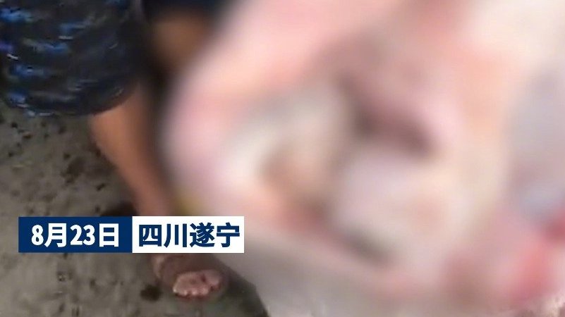 【四川遂宁通报发现来历不明冷冻狗肉】近日,多名网友反映四川遂宁某冷冻库内,猪肉包装中存放大