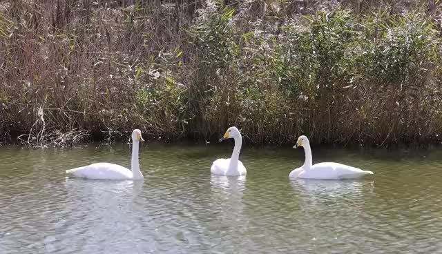 #打卡好客山东# 【大天鹅来啦!荣成“天鹅季”正式开启[太开心]】10月12日傍晚,位于荣