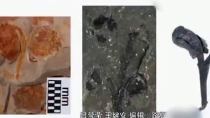 【破解达尔文“讨厌之谜”!南京专家发现超2.5亿岁被子植物祖先】近期,中科院南京古生物所科