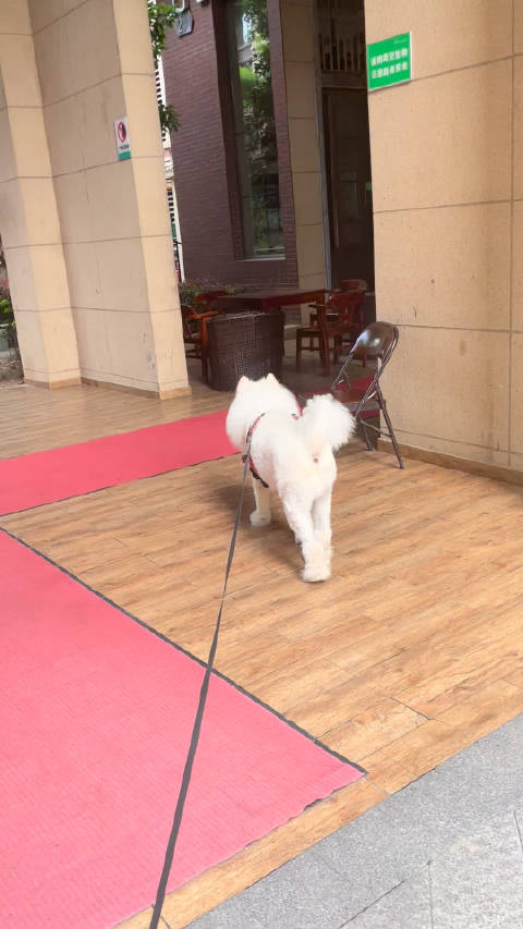 单独遛的时候就没有去小二家的欲望 