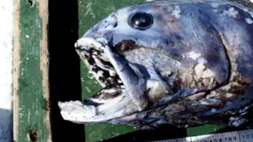 【日本最深海域现巨型黑头鱼 或为附近海域“食物链王者”】1月25日,据媒体报道,日本宣布发